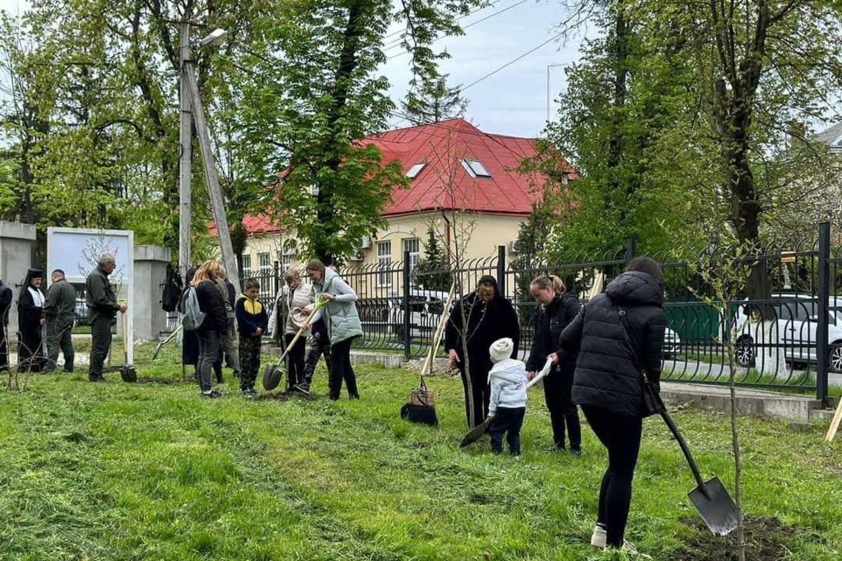 У Жовкві висадили алею магнолій в честь загиблих Героїв