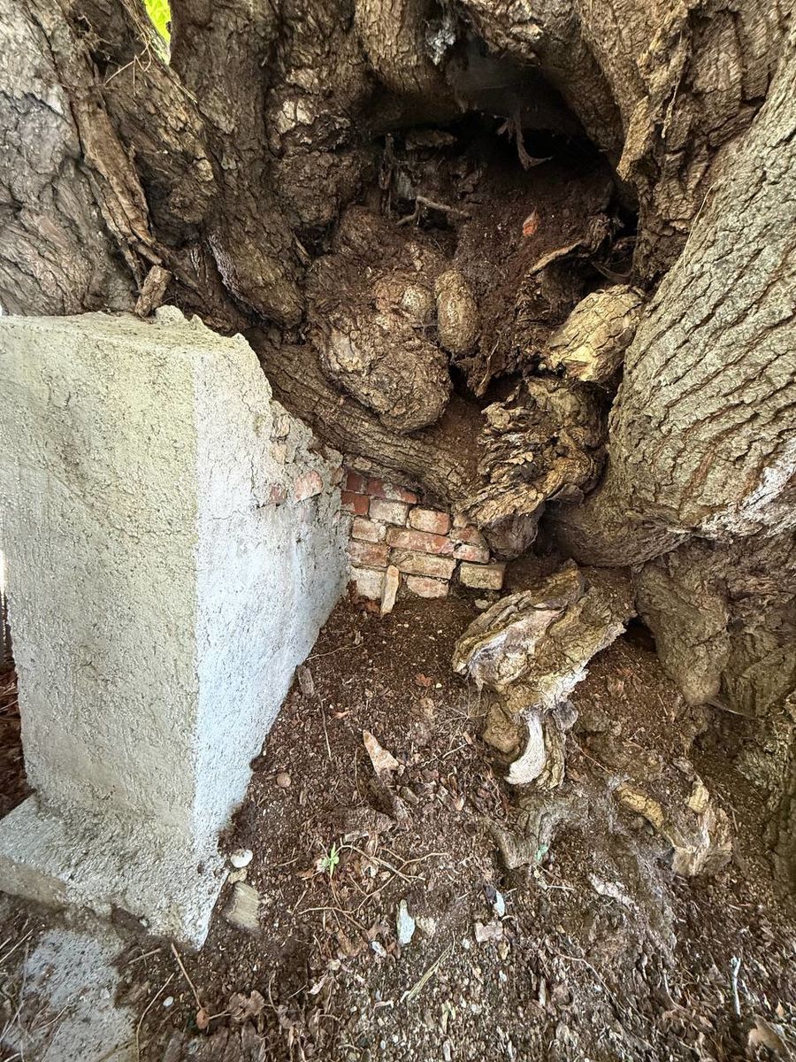 Замурований вхід до внутрішнього простору липи.