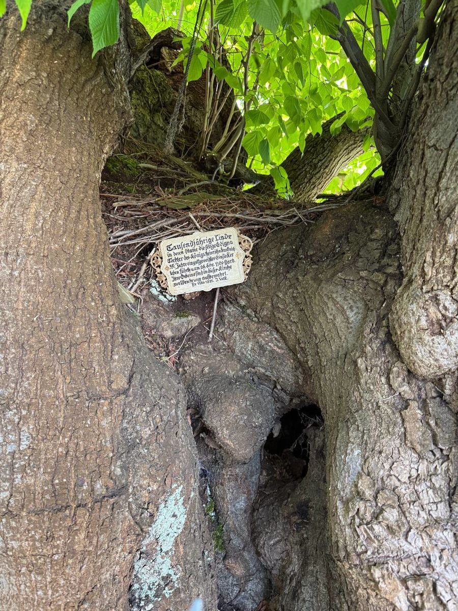 Меморіальна табличка, встановлена на липі в 1875-му році. На ній написано наступне: “Тисячолітня Липа, в стовбурах якої як відлюдниця прожила 35 з половиною років Блаженна Едігна, донька французького короля Генріха І, і померла 26 лютого 1109 року. Її останки упокоюються для вшанування в цій церкві”.