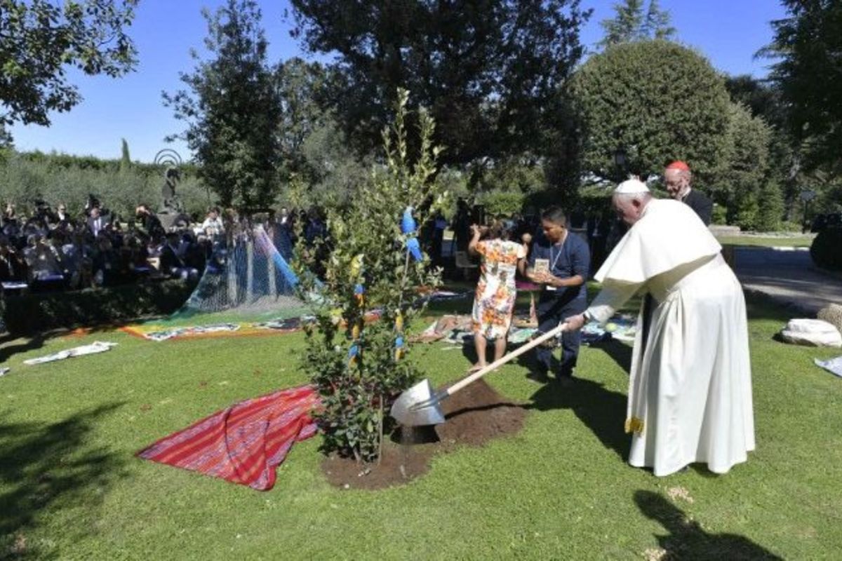 Папа Франциск посадив у Ватикані вічнозелений дуб