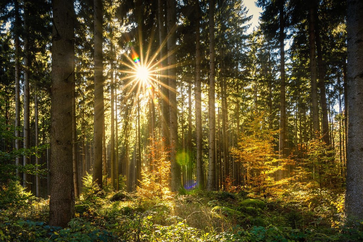 Великопісна екоініціатива УГКЦ’2020 фокусується на культурі відповідального лісокористування