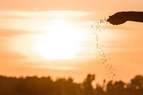 «Зерна миру та надії» — тема Дня молитви в намірі піклування про створіння 2025